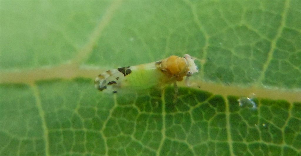 Cacopsylla pulchella/Psilla dell''albero di Giuda